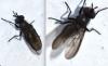 Phorbia sp.